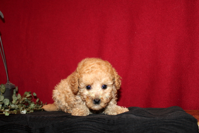 puppy, for, sale, Mini GoldenDoodle F2BB, Matthew B. Stoltzfus, dog, breeder, Gap, PA, dog-breeder, puppy-for-sale, forsale, nearby, find, puppyfind, locator, puppylocator, aca